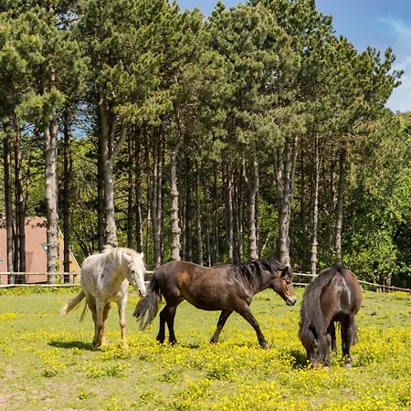 Hotel Les Pins De César - La Campagne D'etretat Saint-Jouin-Bruneval
