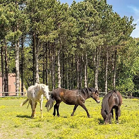 Szálloda Les Pins De Cesar - La Campagne D'etretat
